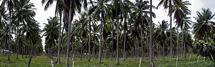 Asienreisender - Coconut Plantation